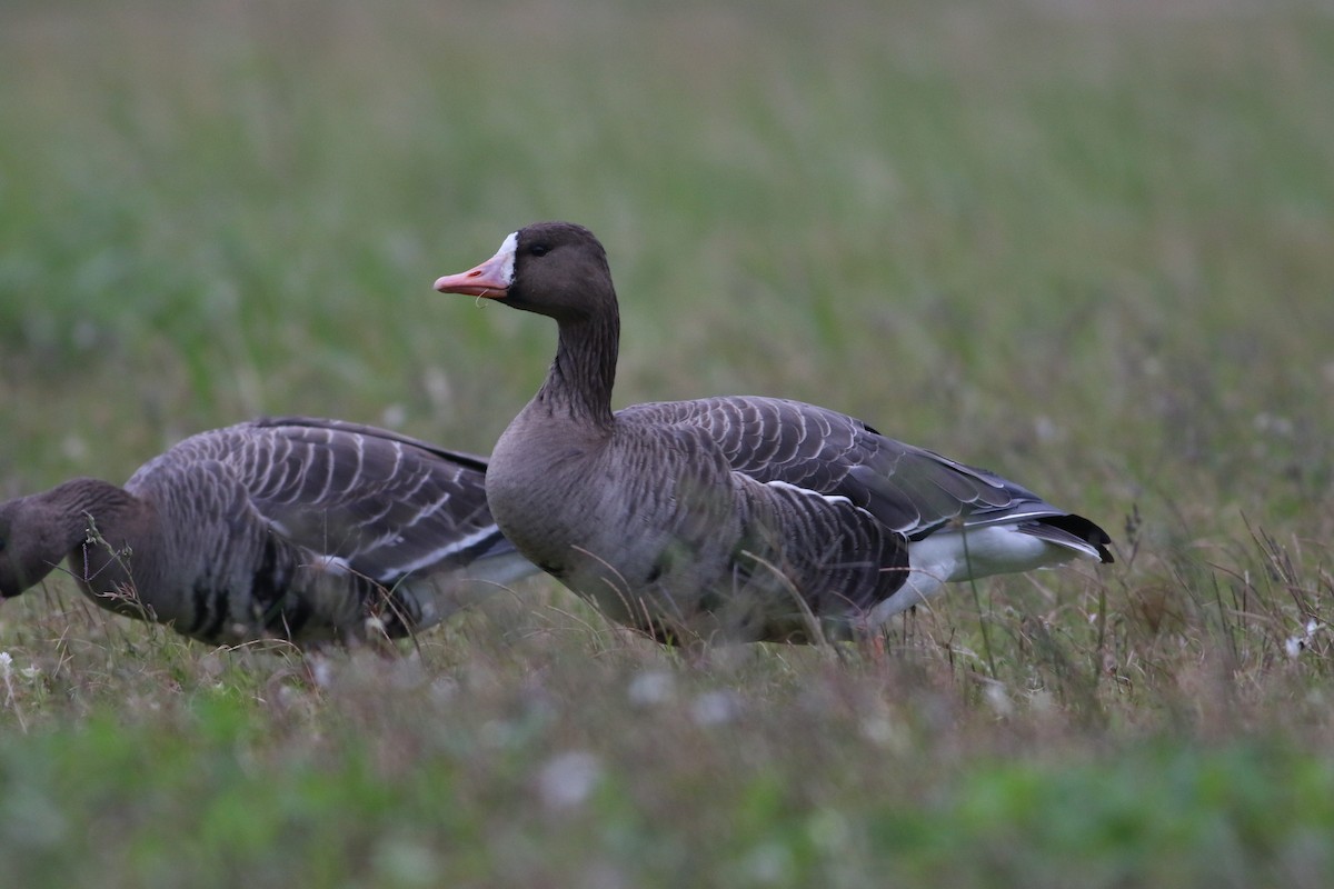 Greater White-fronted Goose - ML388259401