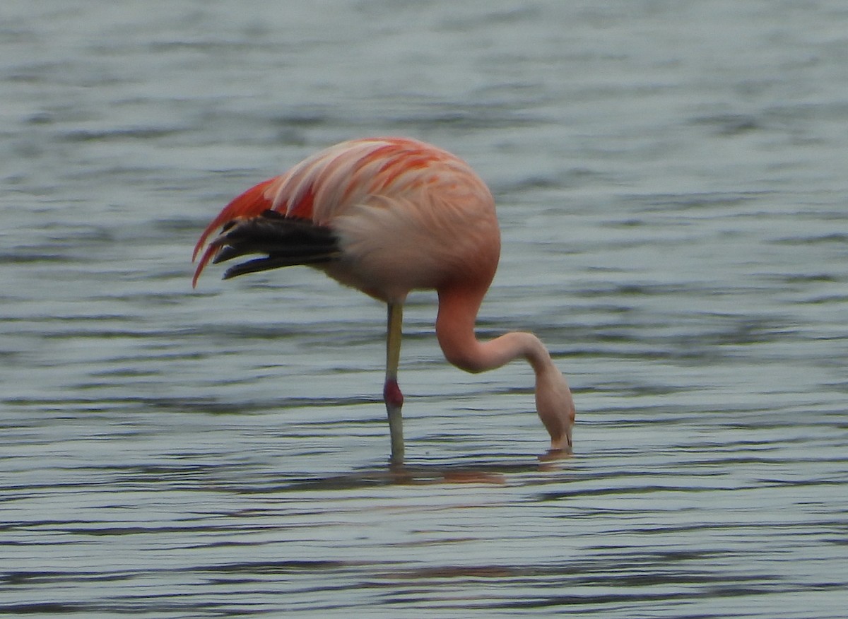 Chilean Flamingo - ML388259901
