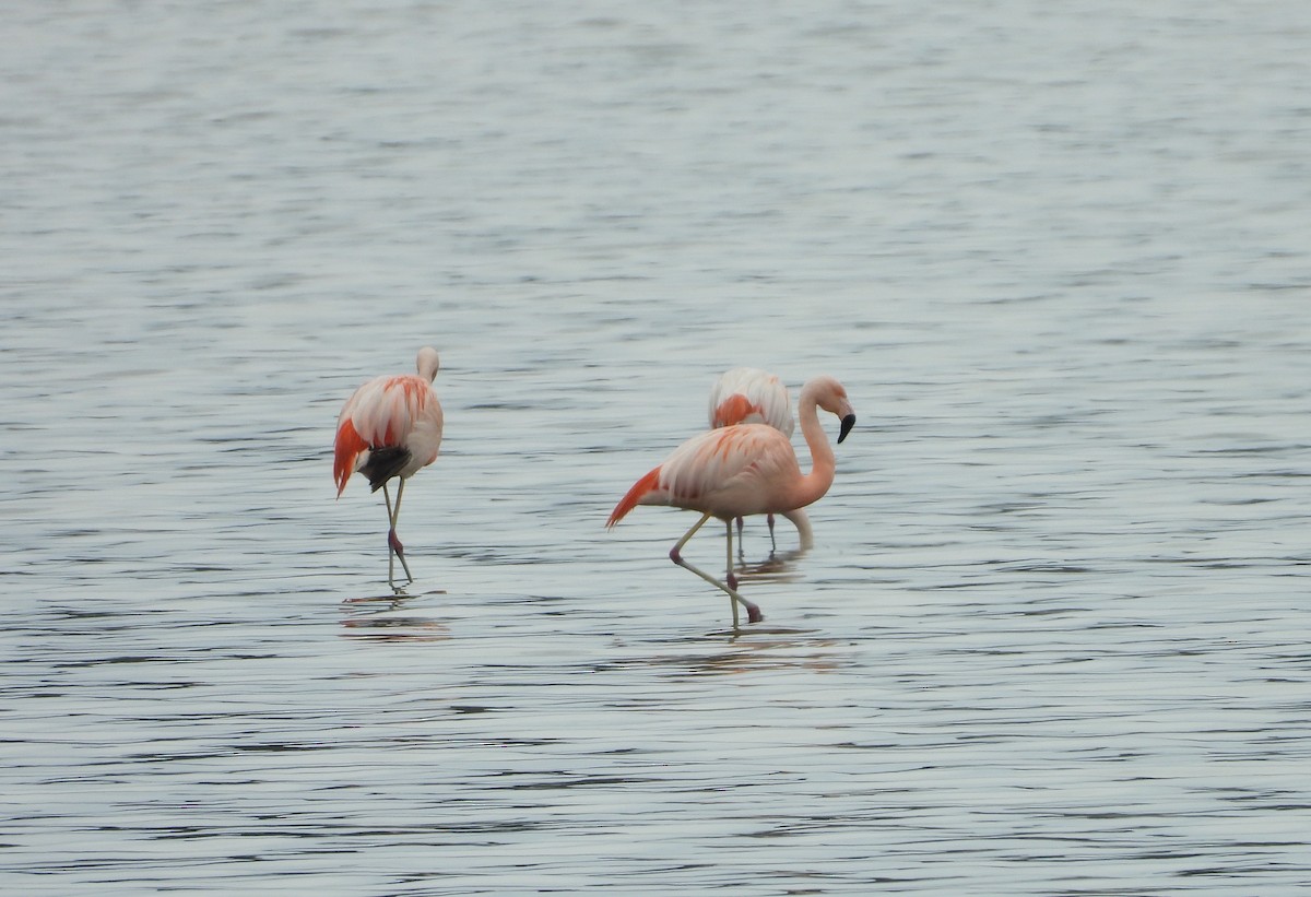 Chilean Flamingo - ML388259911