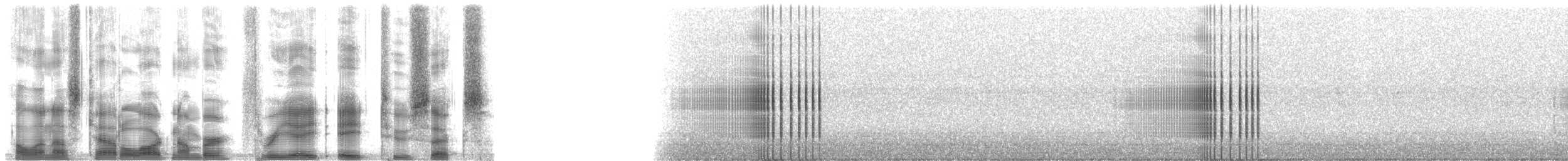 長角天牛屬 - ML38826