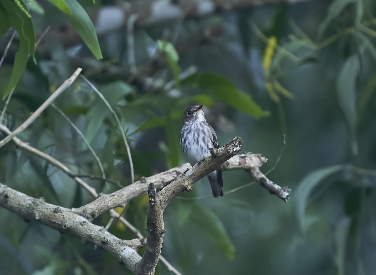 Gray-streaked Flycatcher - ML388261021