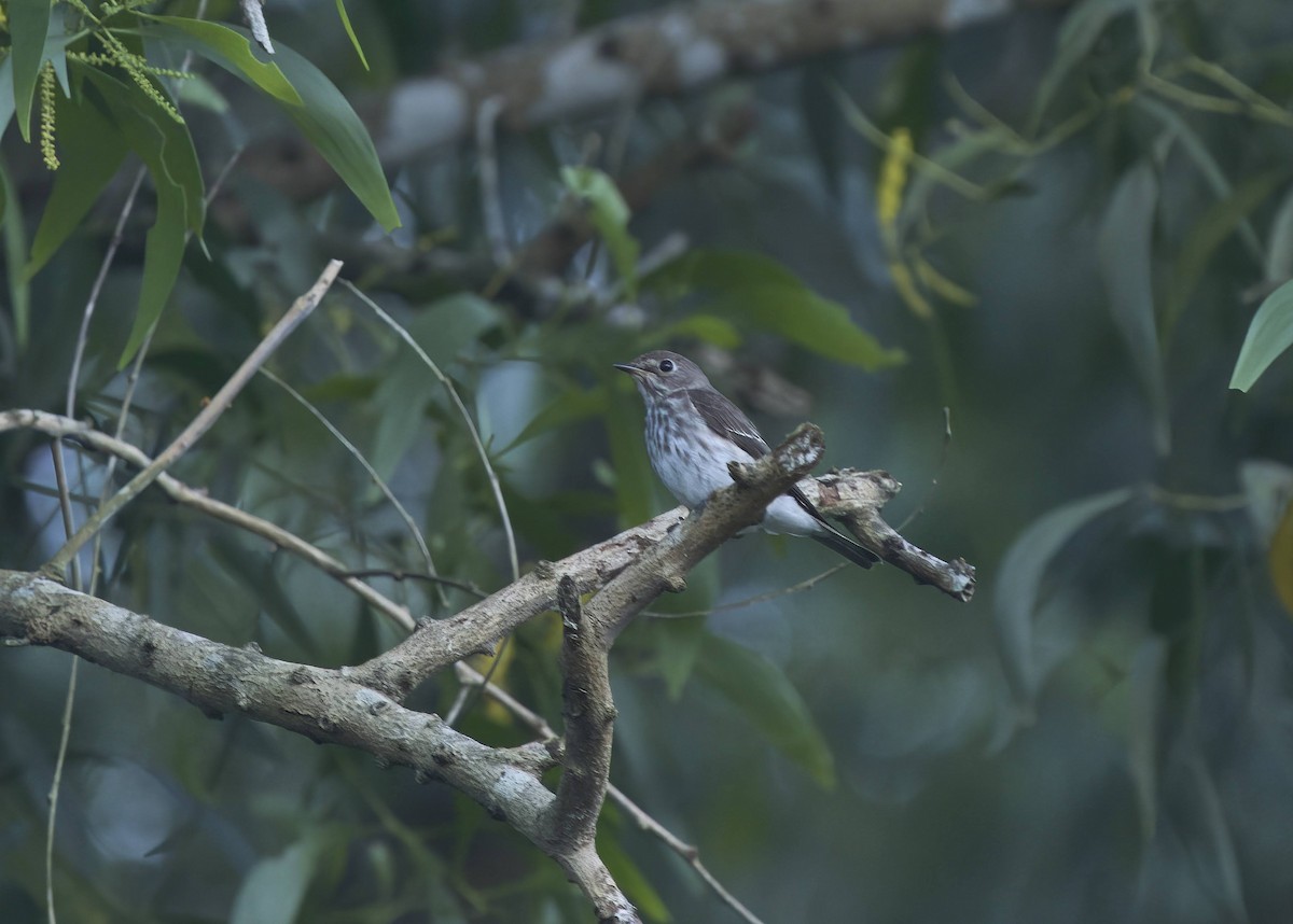 Gray-streaked Flycatcher - ML388261031