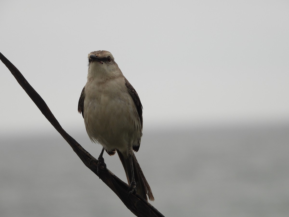 Tropical Mockingbird - ML388261241