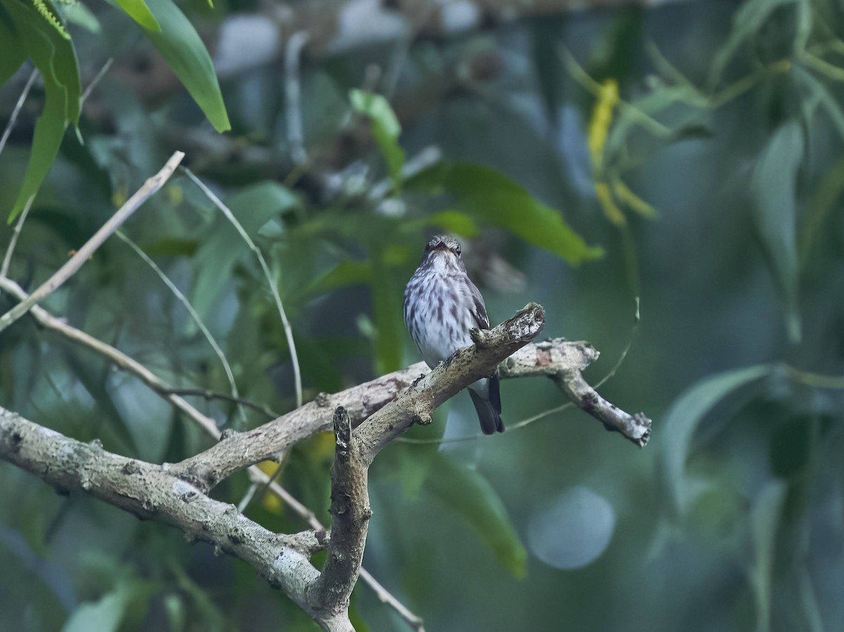 Gray-streaked Flycatcher - ML388261251