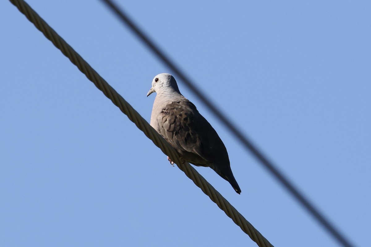 Plain-breasted Ground Dove - ML388262001