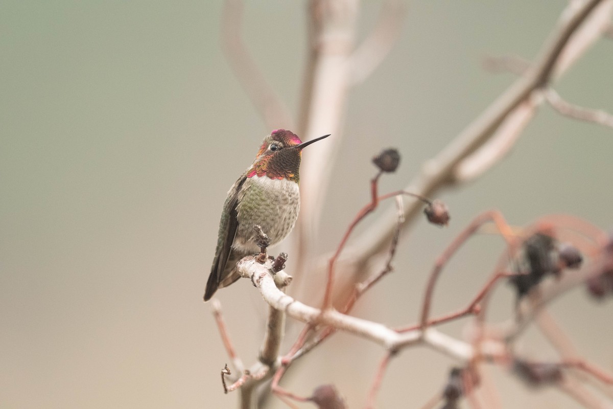 Anna's Hummingbird - ML388262171