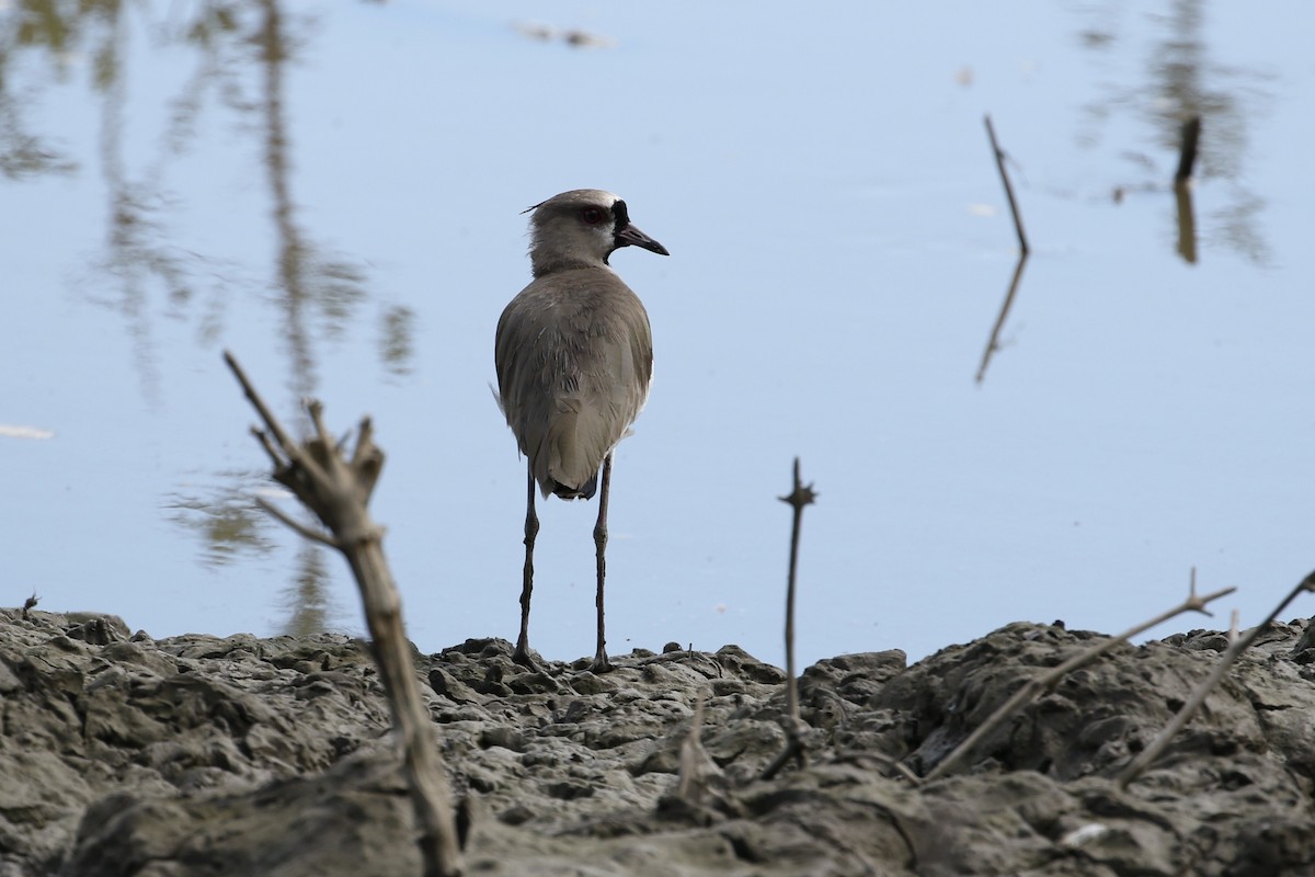 Southern Lapwing - ML388262721