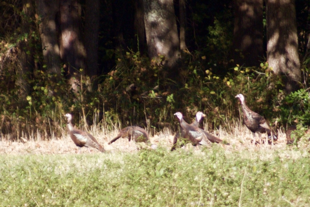 Wild Turkey - ML388262931