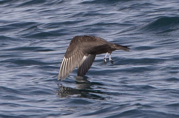 Parasitic Jaeger - Eliot VanOtteren