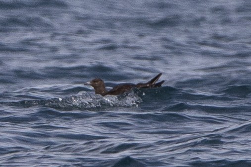 Parasitic Jaeger - Eliot VanOtteren