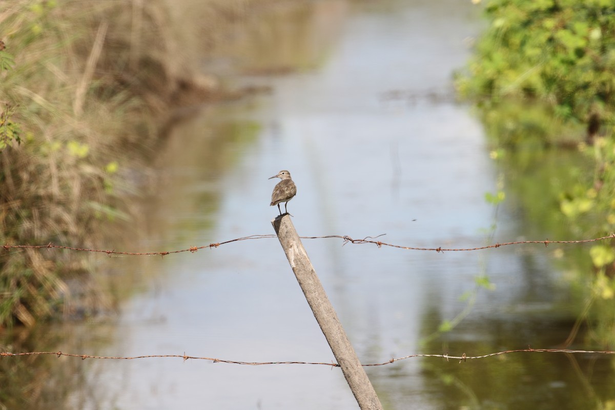 Spotted Sandpiper - ML388263291