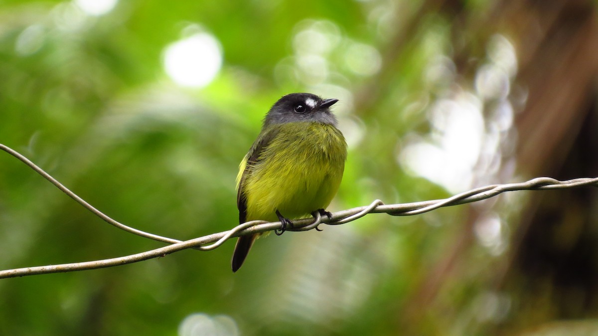 Ornate Flycatcher - Jorge Muñoz García   CAQUETA BIRDING