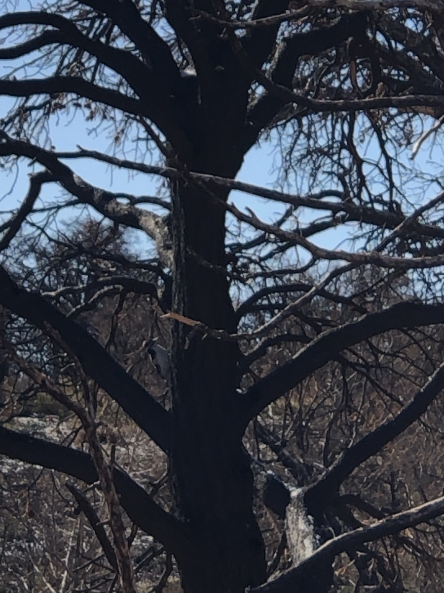 Hairy Woodpecker (Rocky Mts.) - ML388264041