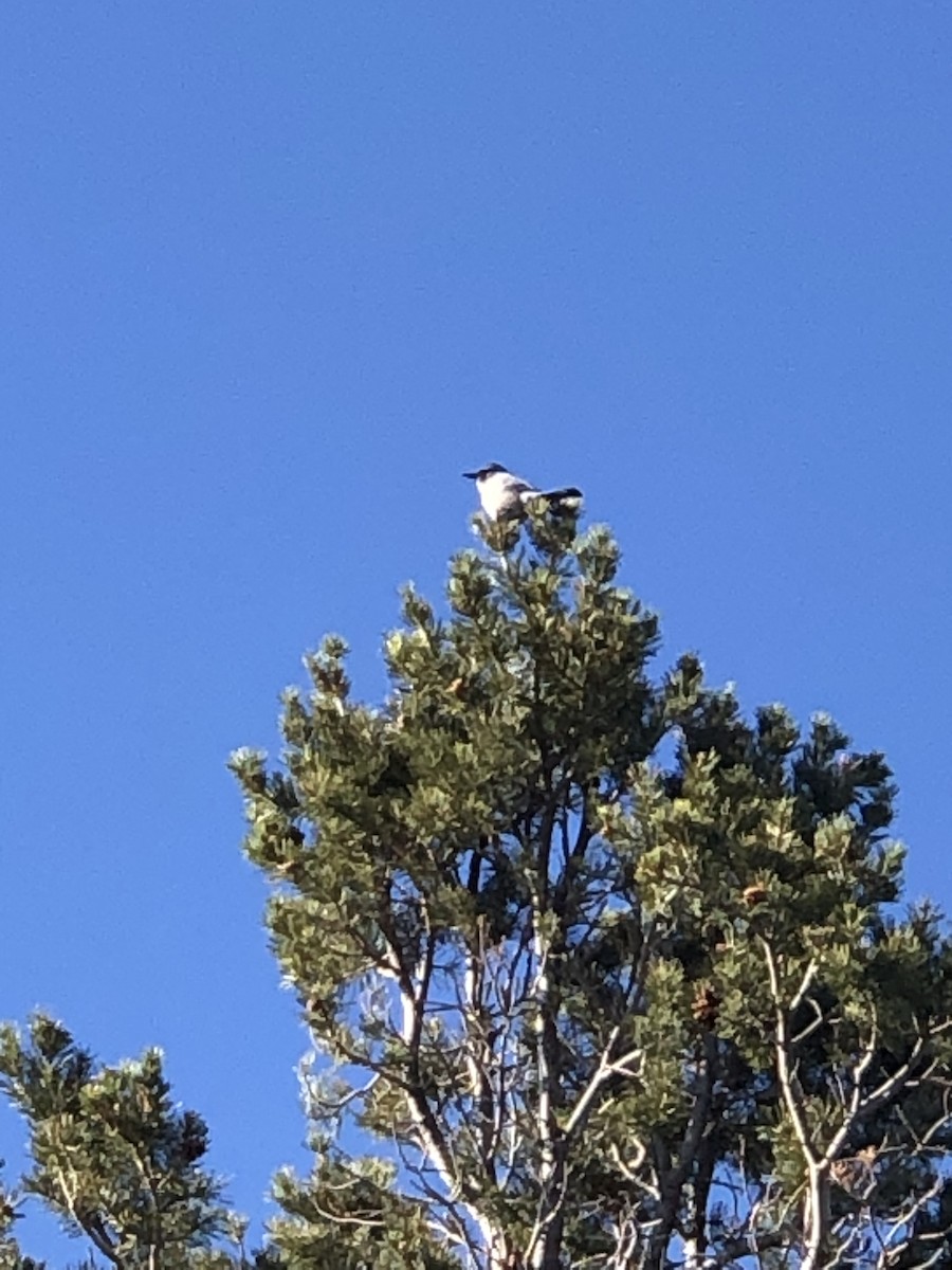 Woodhouse's Scrub-Jay - ML388264061