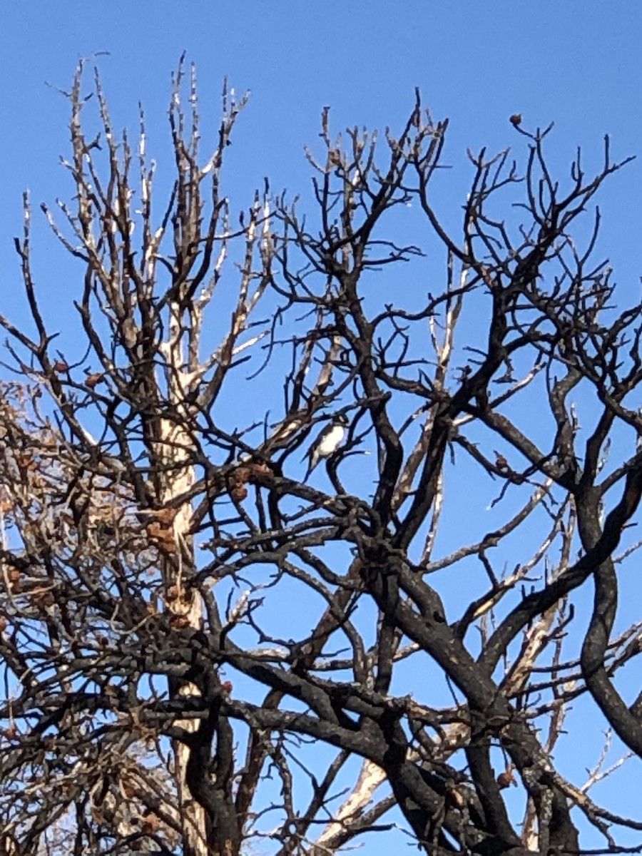 Hairy Woodpecker (Rocky Mts.) - Nik Snyder