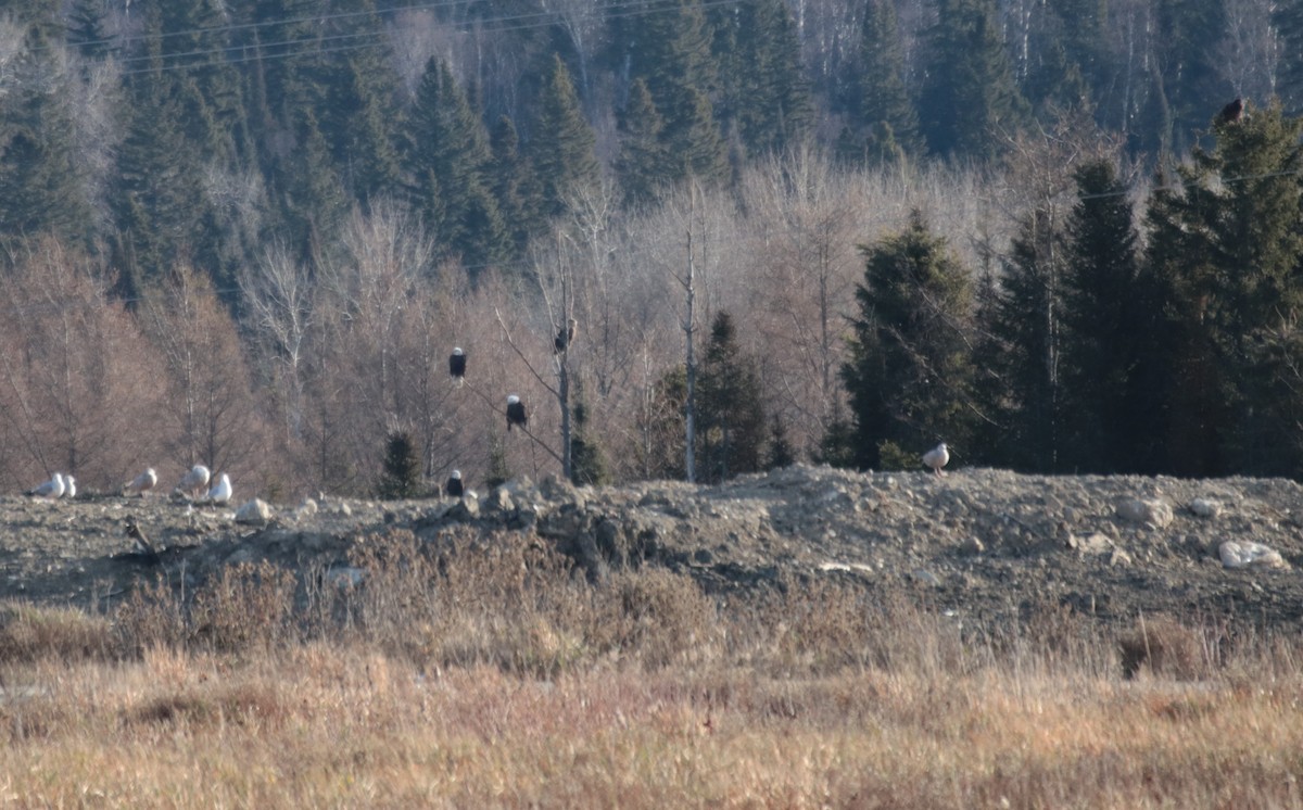 Bald Eagle - Michel Marsan