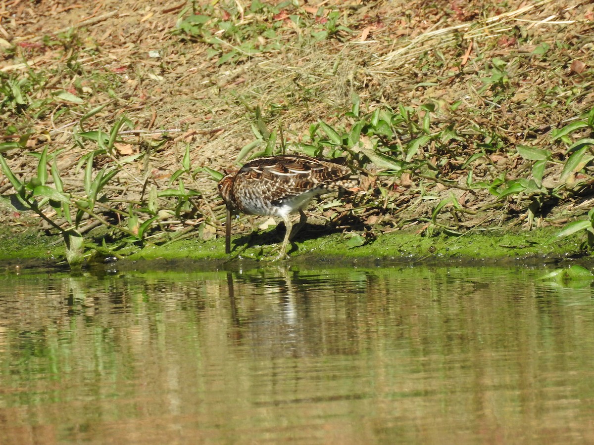 Wilson's Snipe - Jose Fernando Sanchez O.