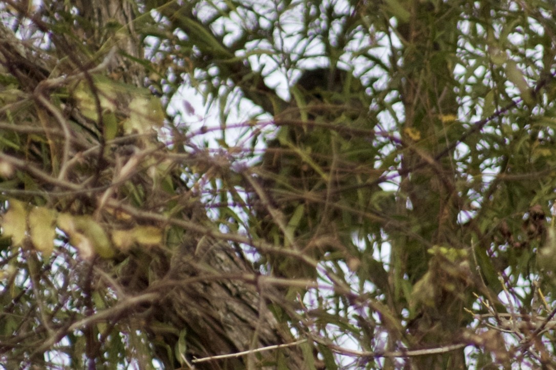 Barred Owl - ML388266821