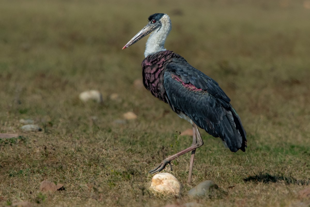 Asian Woolly-necked Stork - Vivek Saggar