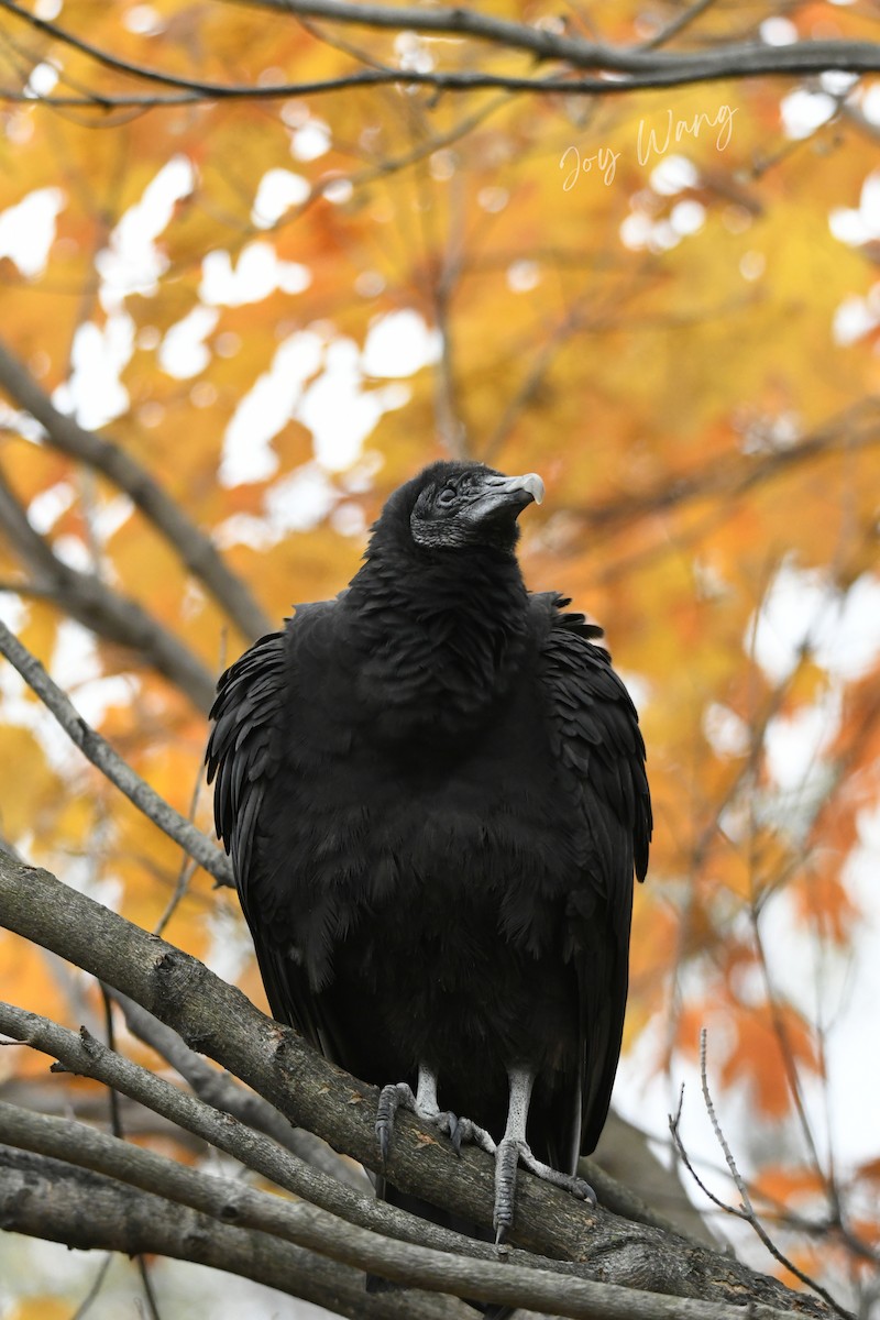 Black Vulture - ML388268361