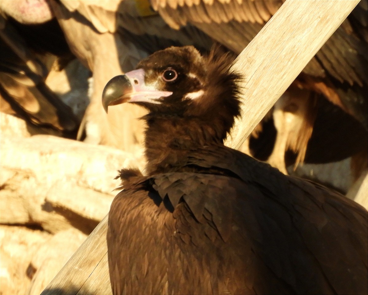 Cinereous Vulture - ML388271471