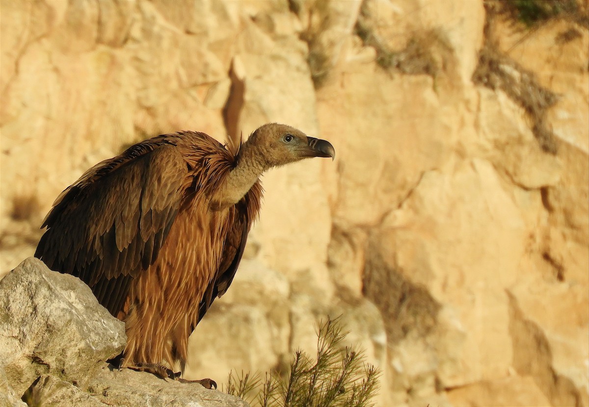 Eurasian Griffon - ML388271511