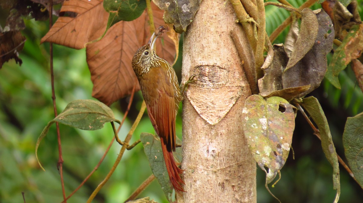 Montane Woodcreeper - Jorge Muñoz García   CAQUETA BIRDING