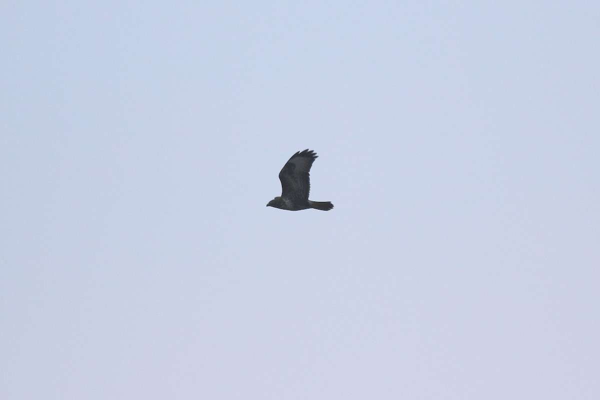 Common Buzzard - Ray Scally