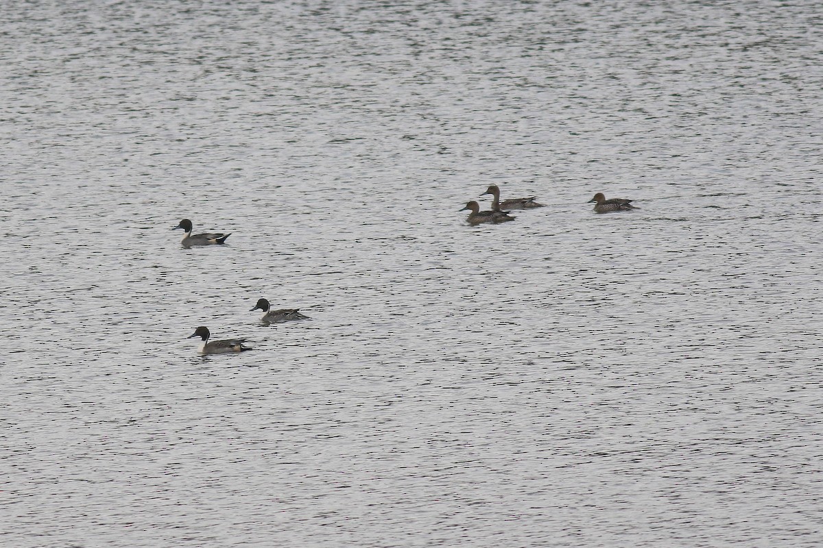 Northern Pintail - Ray Scally