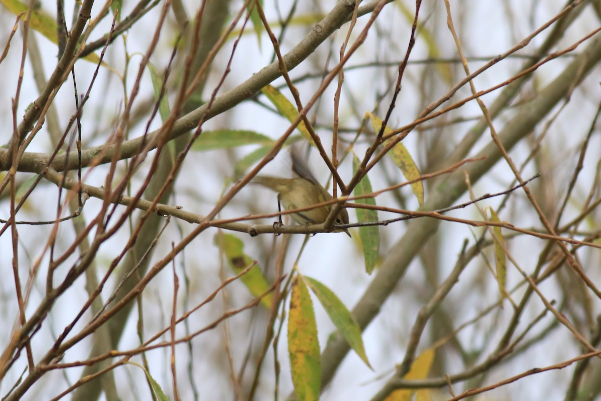 Common Chiffchaff - Ray Scally