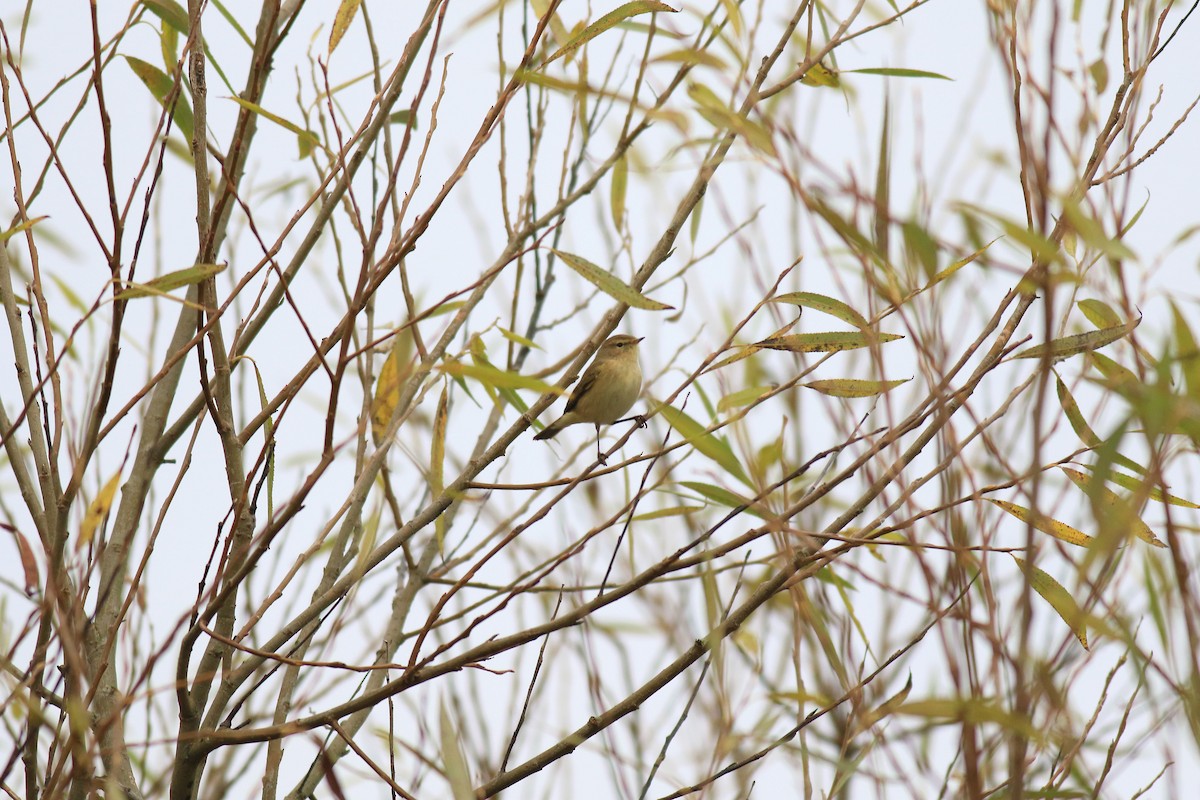 Common Chiffchaff - Ray Scally