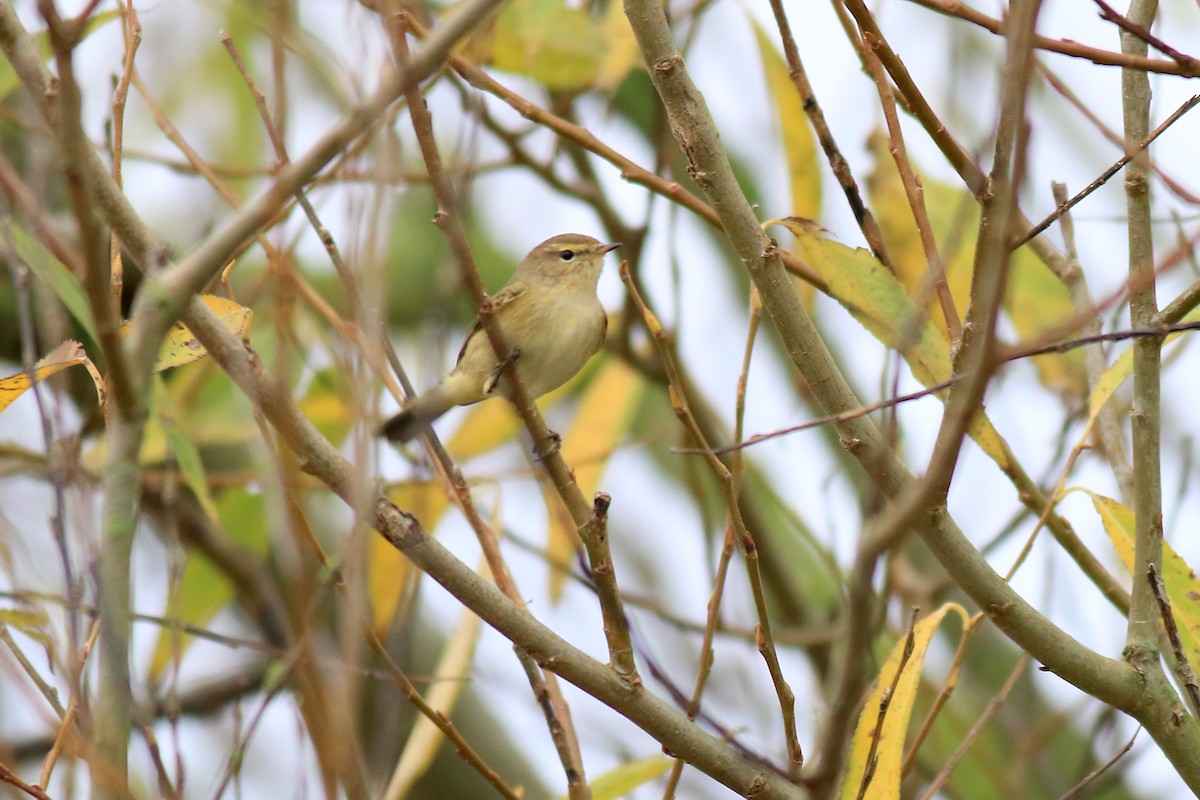 Common Chiffchaff - Ray Scally