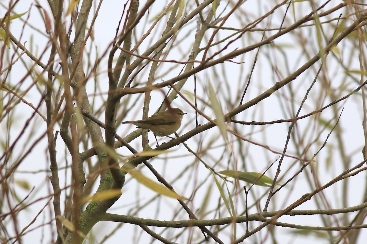 Common Chiffchaff - Ray Scally