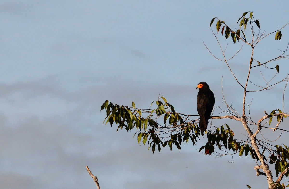 Black Caracara - ML38827261