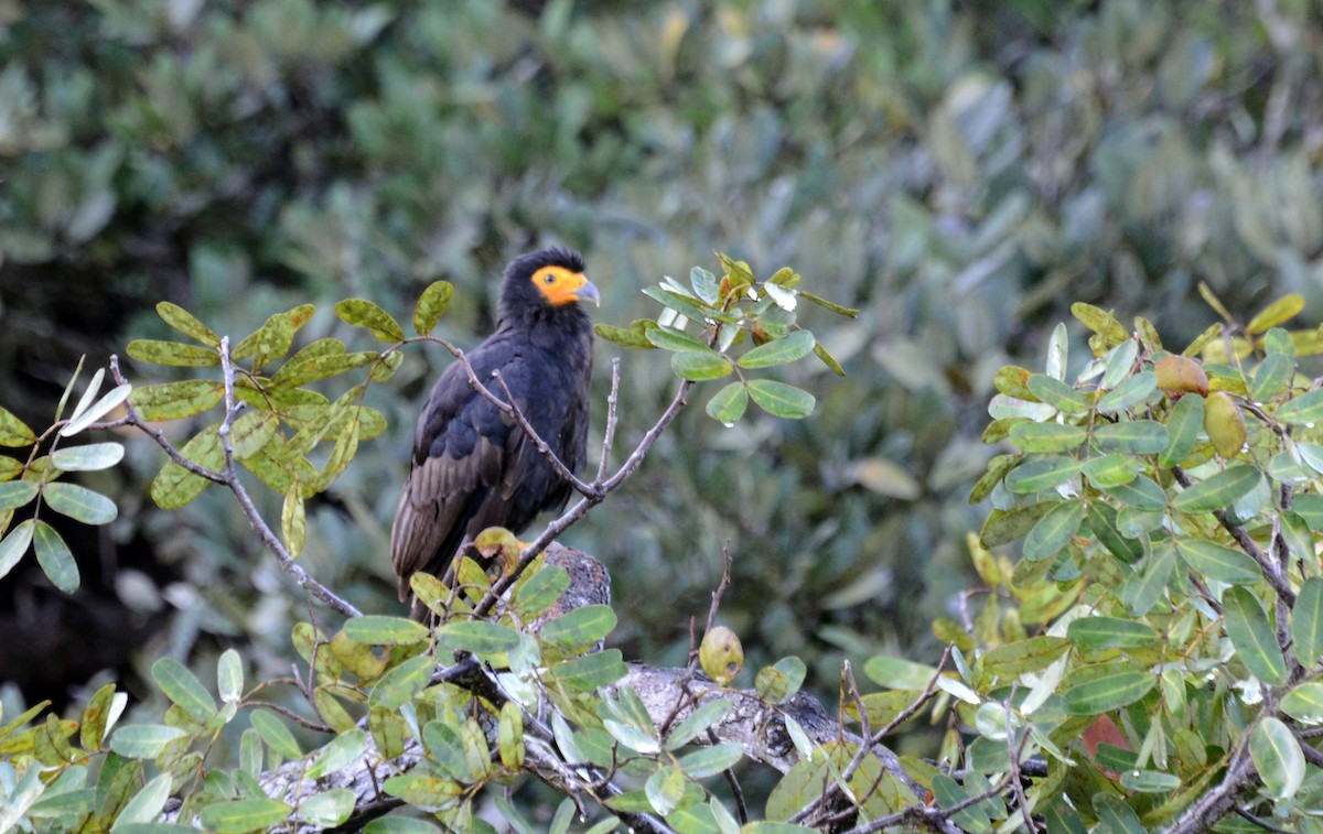 Black Caracara - ML38827271