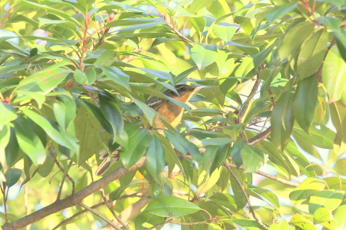 Varied Thrush - ML388273961