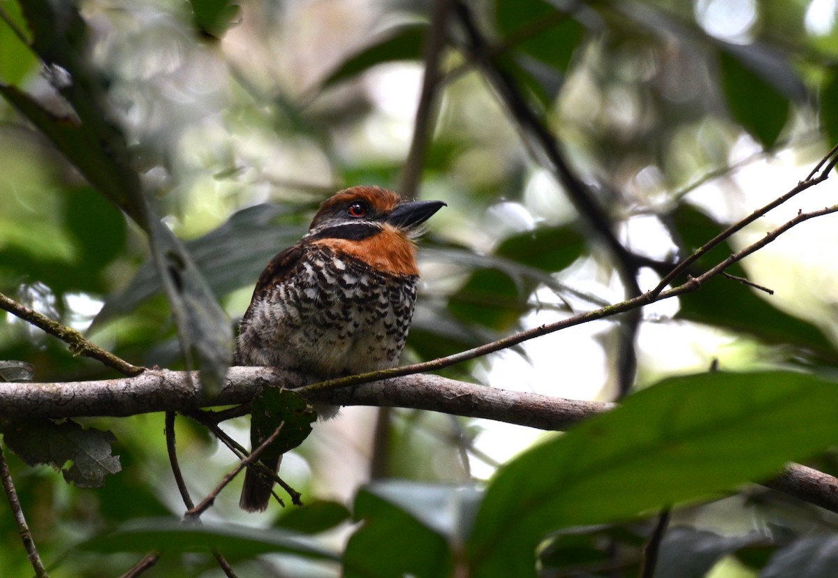 Spotted Puffbird - David M. Bell