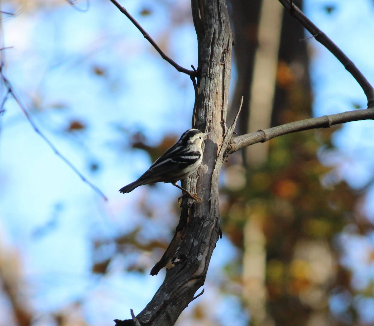 Black-and-white Warbler - ML388275631