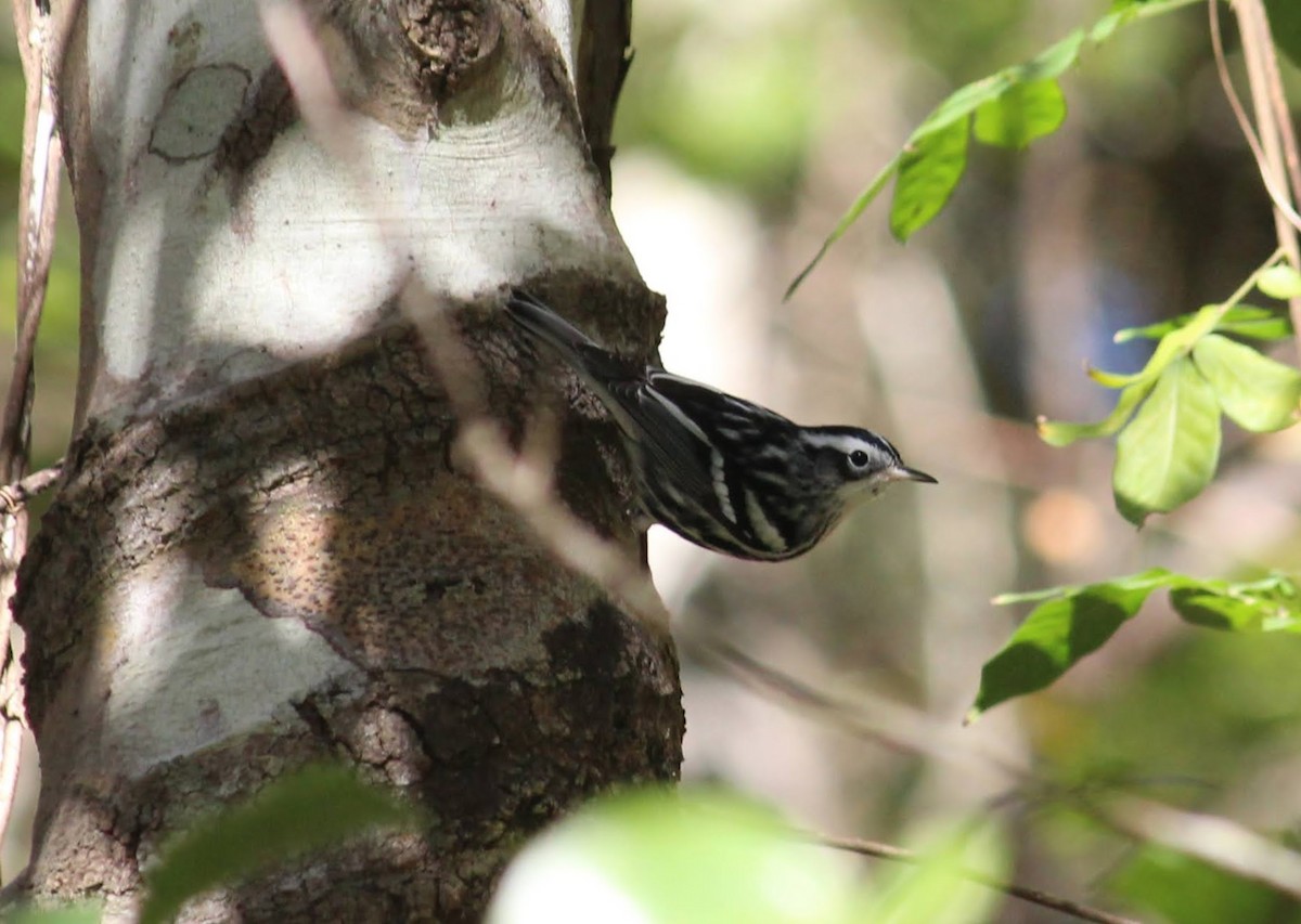 Black-and-white Warbler - ML388275881