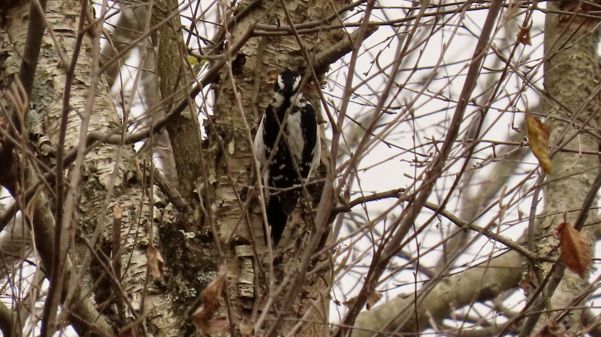 Hairy Woodpecker - ML388276051