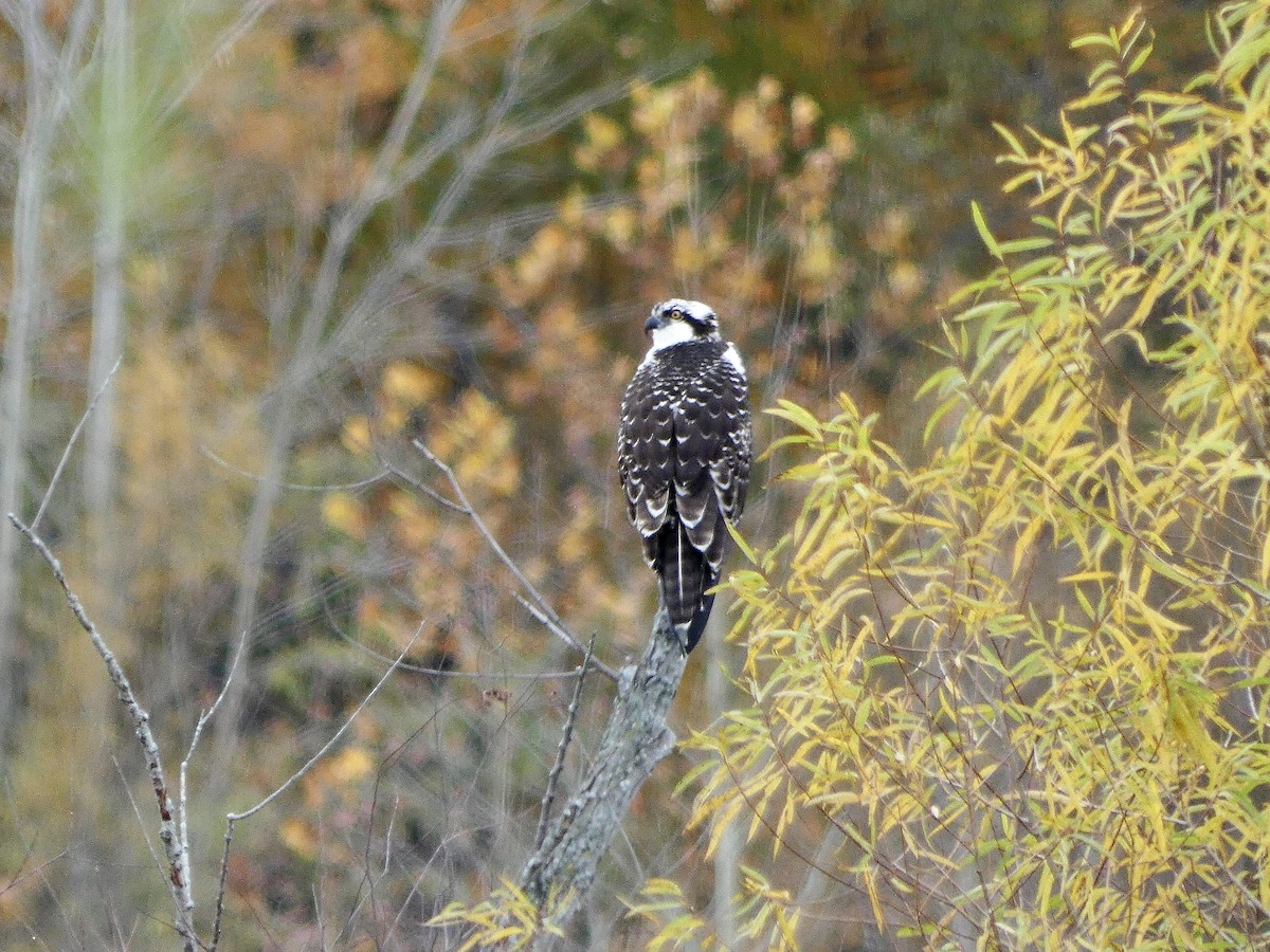 Águila Pescadora - ML388276861