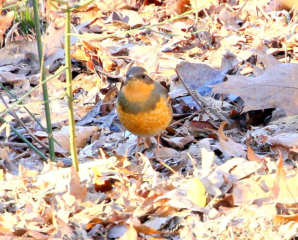 Varied Thrush - ML388277521