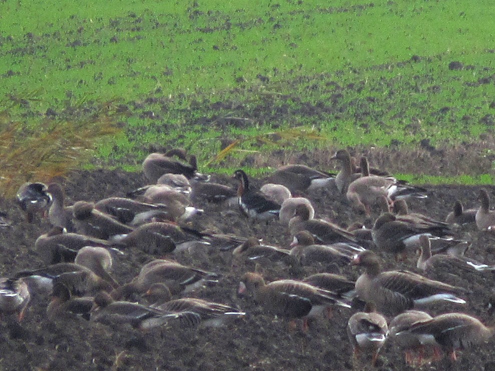 Red-breasted Goose - ML388278791