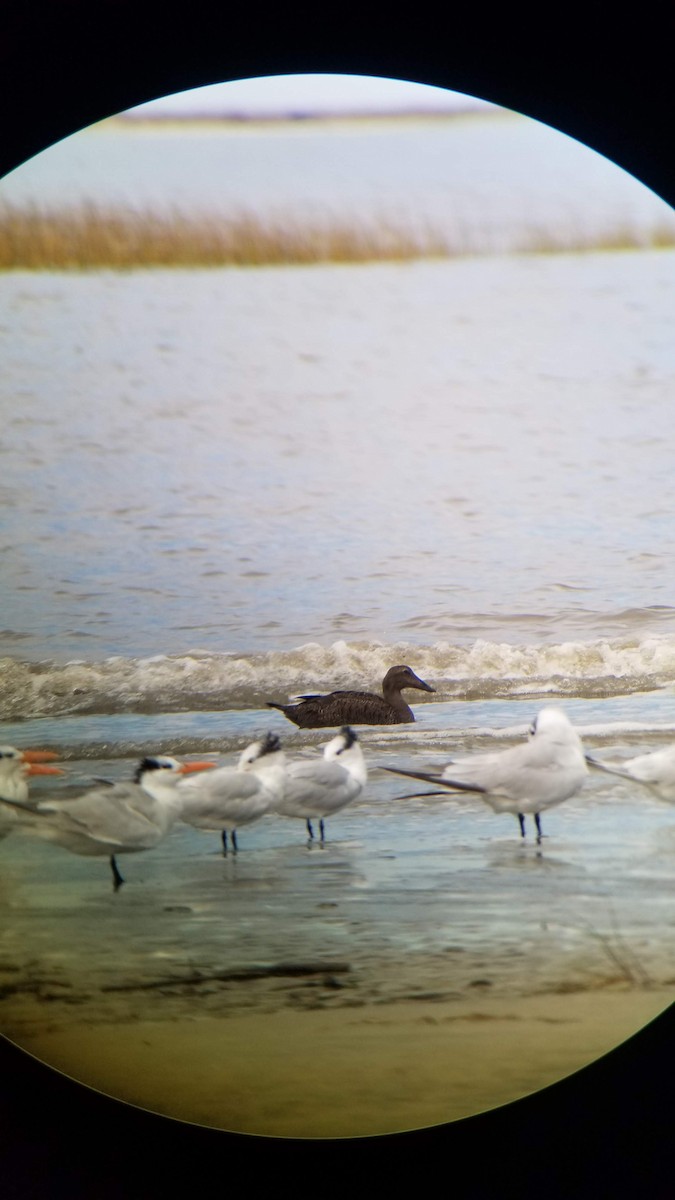 kajka mořská - ML388278881