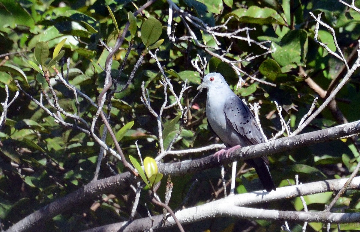 Blue Ground Dove - ML38827941