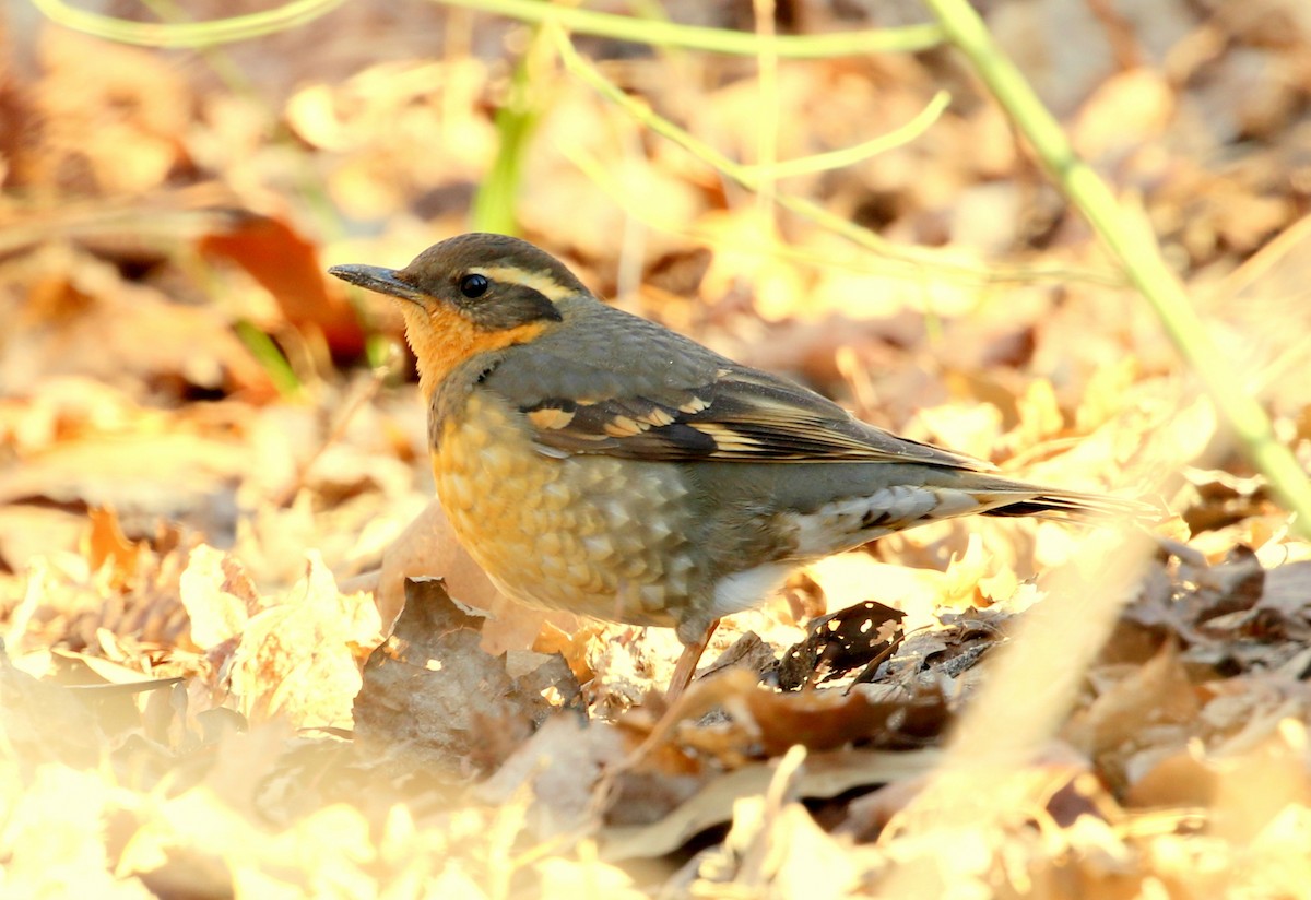 Varied Thrush - ML388280071