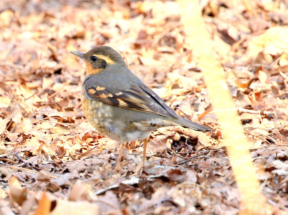 Varied Thrush - ML388280151