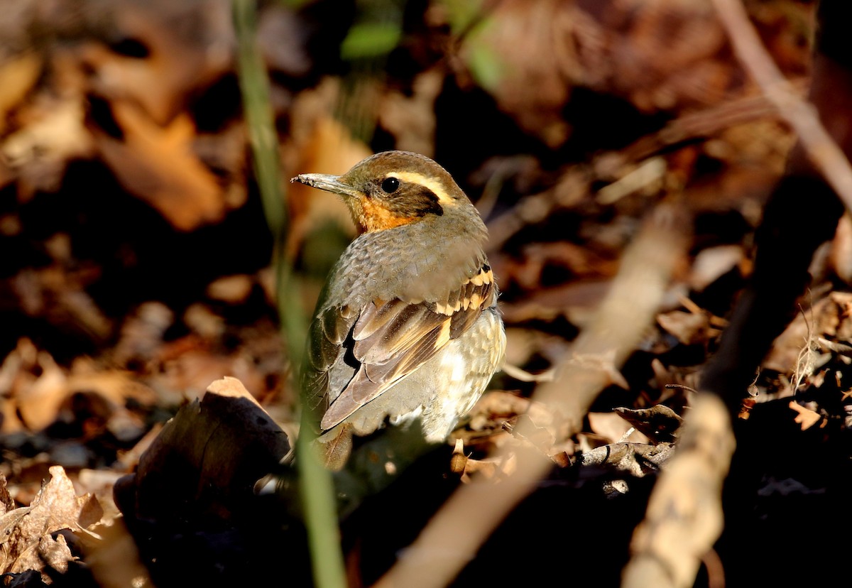 Varied Thrush - ML388280231