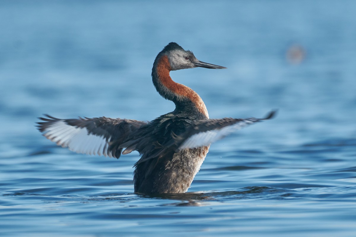 Great Grebe - Daniel Alfenas