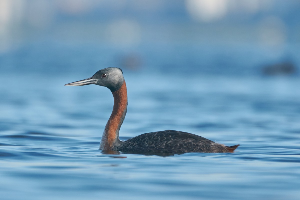 Great Grebe - Daniel Alfenas